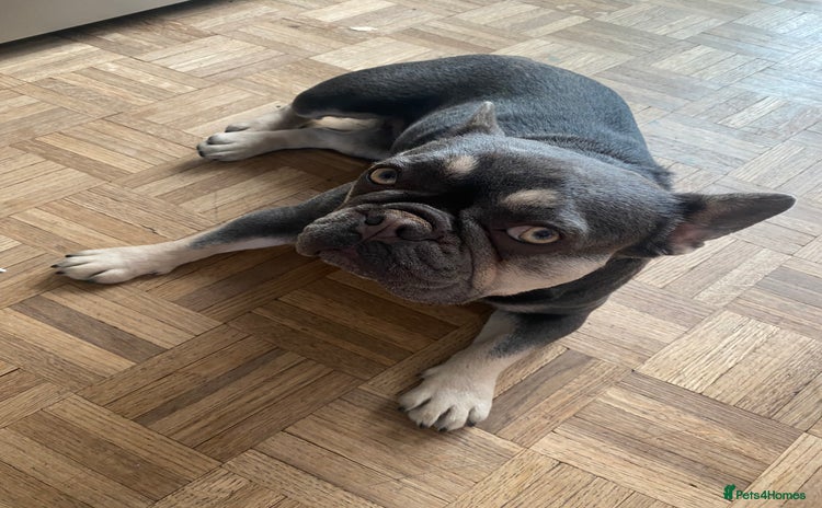 French Bulldog dogs - Advert 1