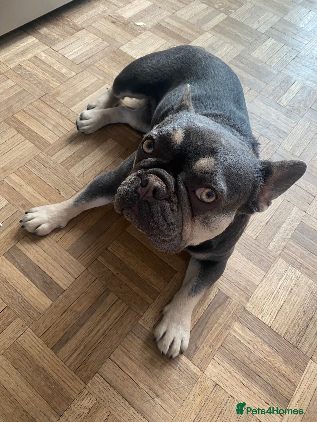 French Bulldog dogs for sale: Penny - Image 1