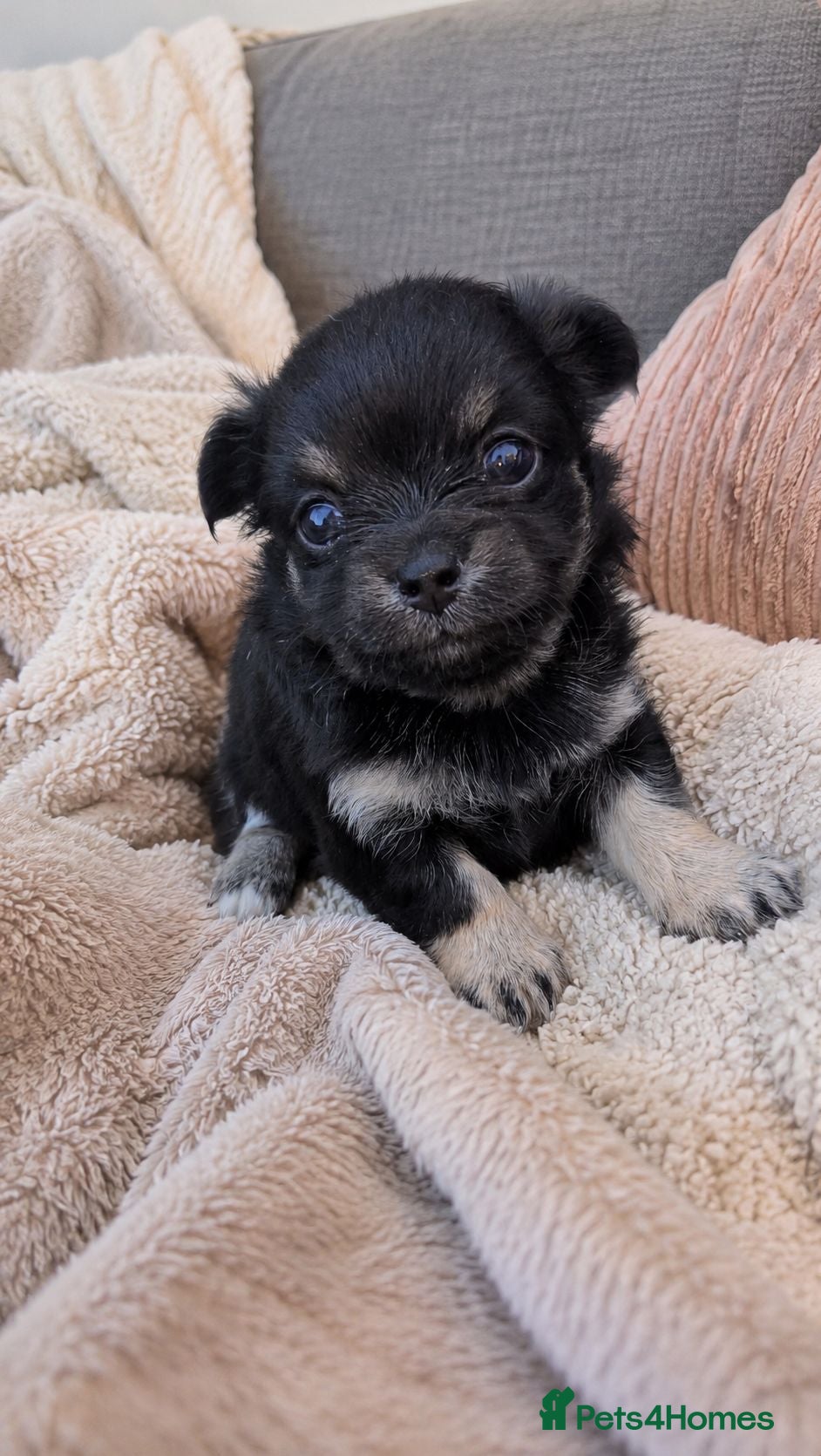 Chihuahua dogs 2 Beautiful Chihuahua pups - Advert 5