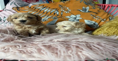 Maltipoo dogs - Advert 1