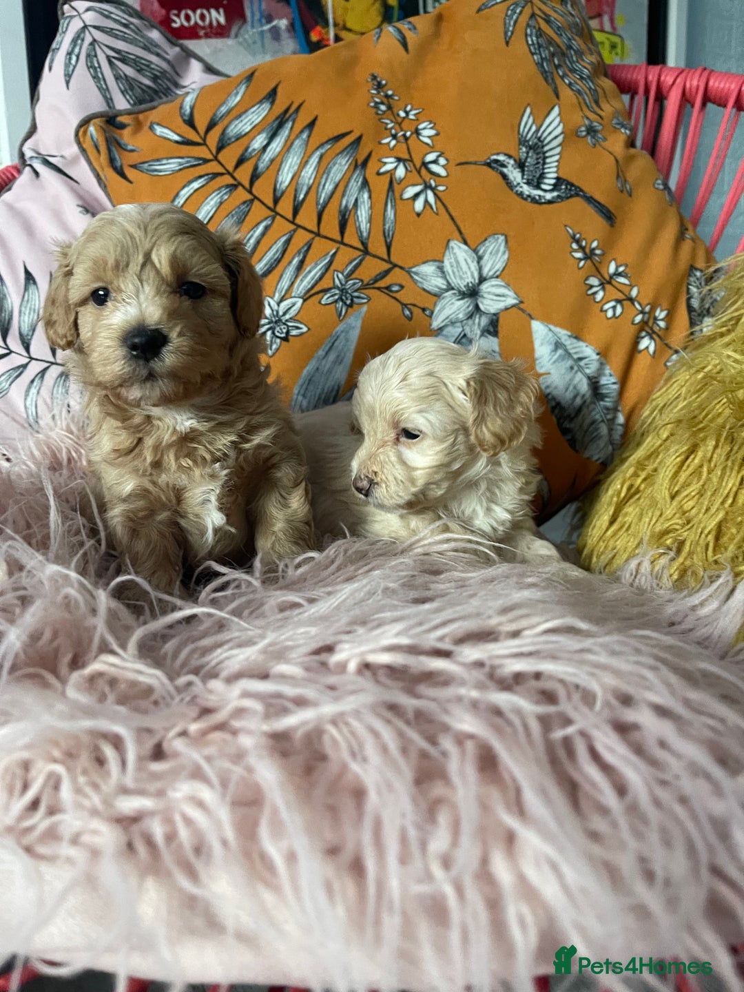 Maltipoo dogs for sale: 💗💙 **  TOY MALTIPOOS💗💙 - Image 3