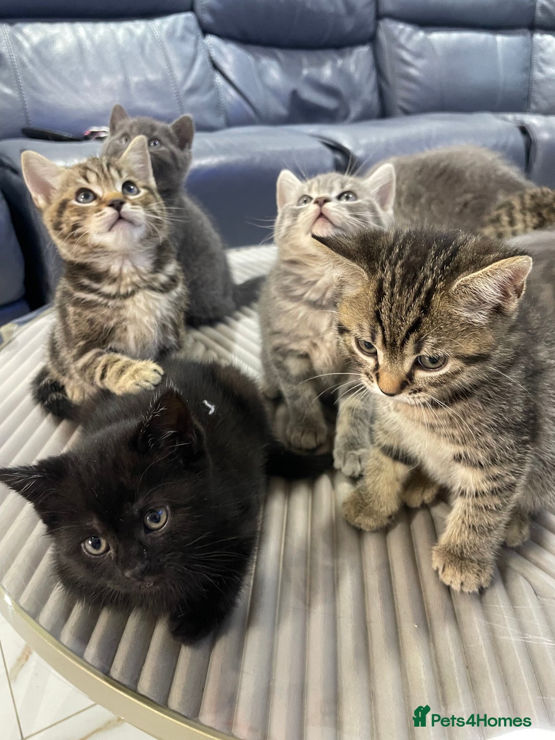 British Shorthair cats for sale: 9 British short hair kitten 2 different mother  - Image 2