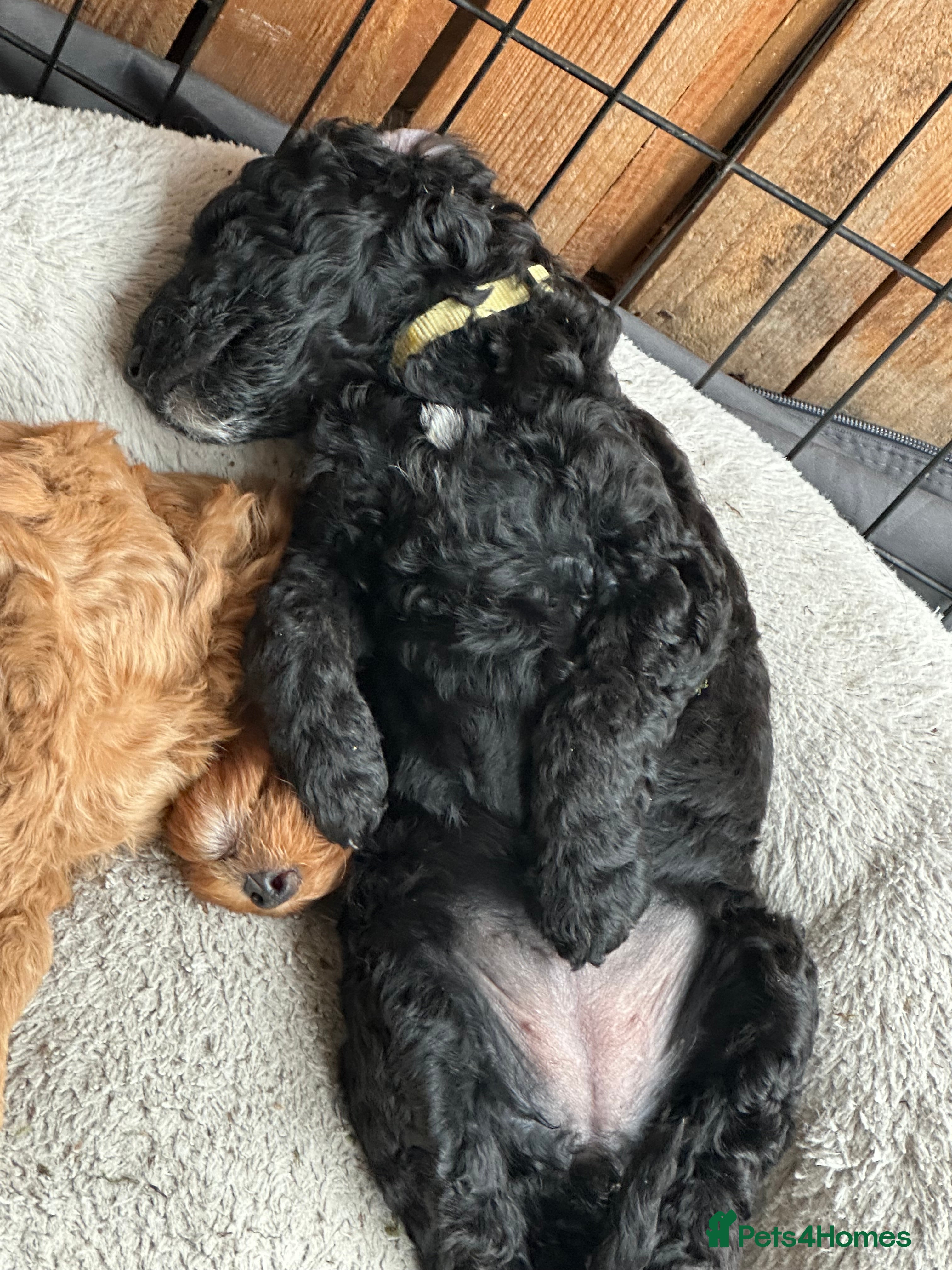 Labradoodle dogs Mini Labradoodle puppy’s  - Advert 2