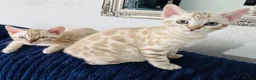 Bengal cats for sale: Beautiful Bengal Kittens for Sale in Glasgow - Advert 1