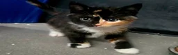 Mixed Breed cats for sale: Beautiful kittens in Haverfordwest - Advert 4