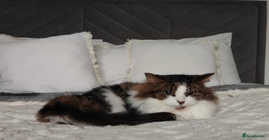 Maine Coon cats Norwegian Forest Cat - Advert 10