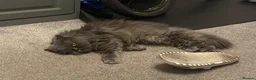 Persian cats for sale: Blue Longhaired Persion - Advert 4