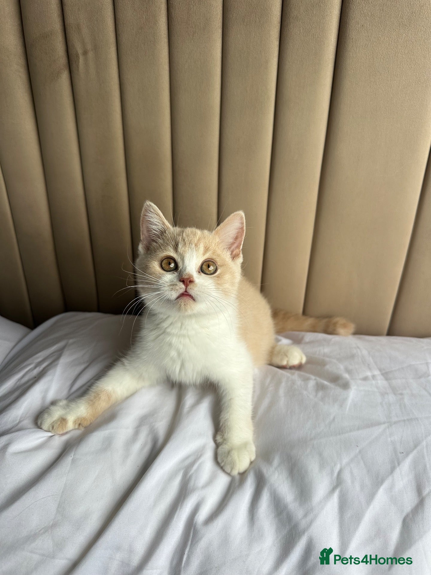 British Shorthair cats 🐻British Short Hair TICA REG LAST 1 AVAILABLE 🐻 - Advert 2