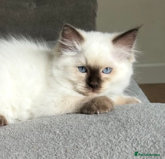 Ragdoll cats 🤎 Chocolate Point Ragdoll kitten Ready Now 🤎 - Advert 11