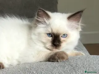 Ragdoll cats 🤎 Chocolate Point Ragdoll kitten Ready Now 🤎 - Advert 11