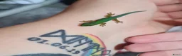 Gecko reptiles for sale: Baby Peacock geckos  - Advert 4