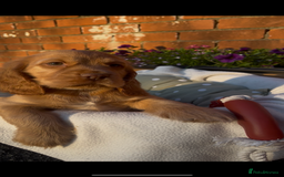 Cocker Spaniel dogs for sale: 🌟Gorgeous 100% show type cocker spaniel puppies🌟 - Image 6