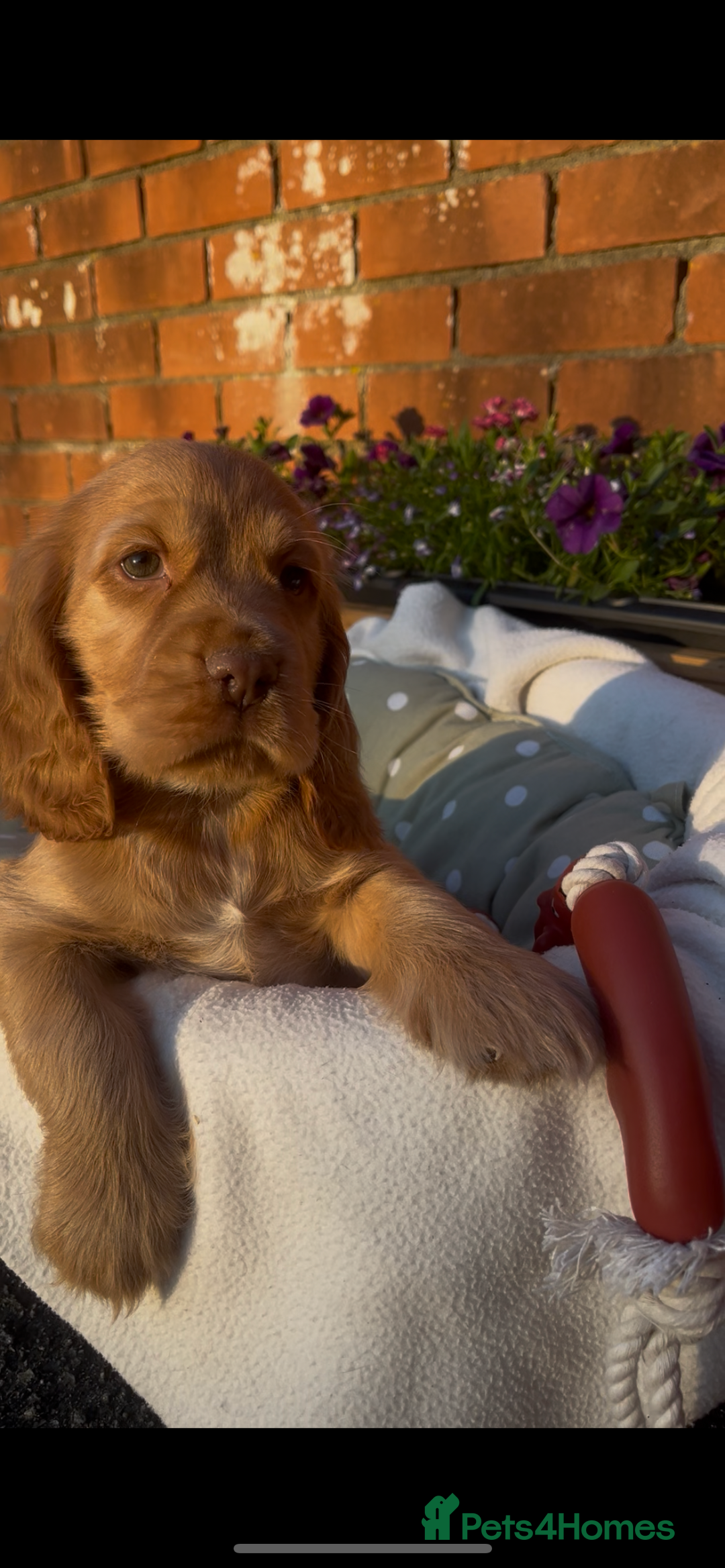 Cocker Spaniel dogs for sale: 🌟Gorgeous 100% show type cocker spaniel puppies🌟 - Image 6