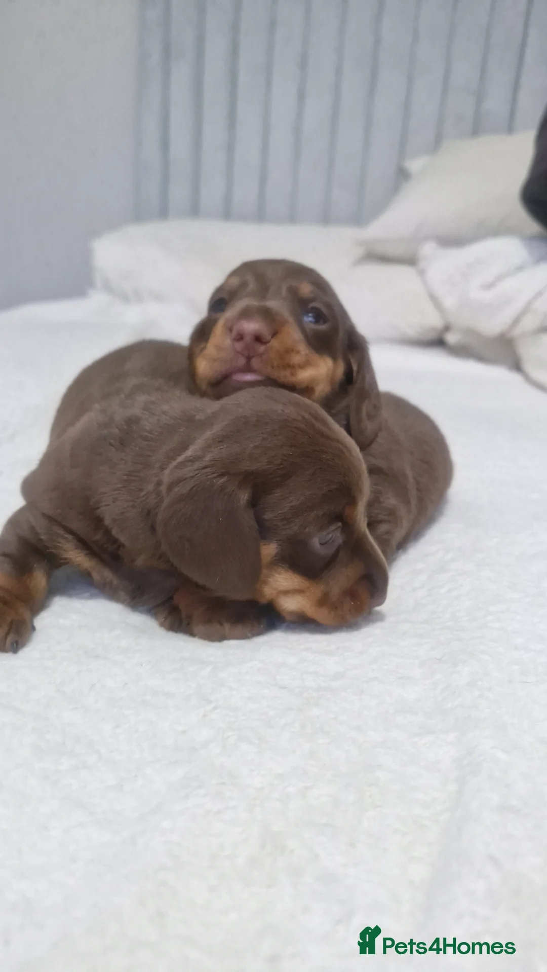 Miniature Dachshund dogs for sale: Minature dachshunds - Advert 6