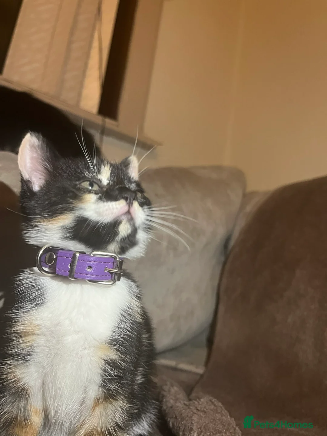 Mixed Breed cats for sale: Beautiful mix breed kittens - Advert 34