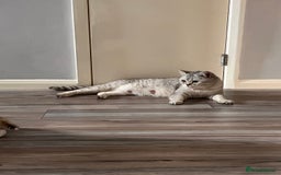 Scottish Fold cats for sale: 3 Scottish fold girls for sale. - Image 3