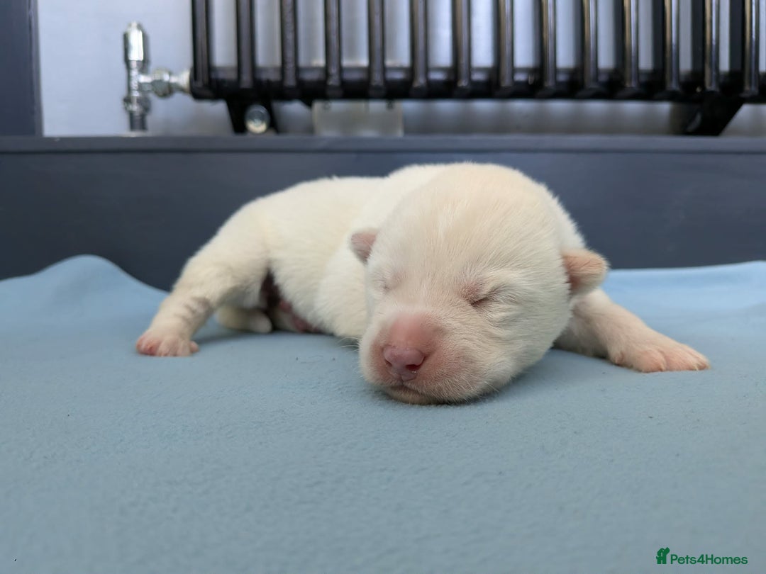 Siberian Husky dogs for sale: 6 beautiful Siberian Huskies - Advert 5