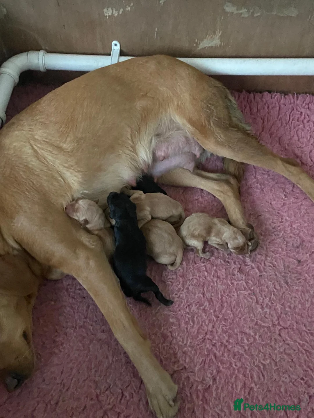 Labrador Retriever dogs for sale: Top Quality labrador Puppies - Advert 2