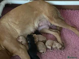 Labrador Retriever dogs Top Quality labrador Puppies - Advert 1