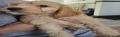 Cavapoo 3