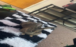 Mixed Breed rabbits for sale: Female mixed breed rabbit  - Advert 2