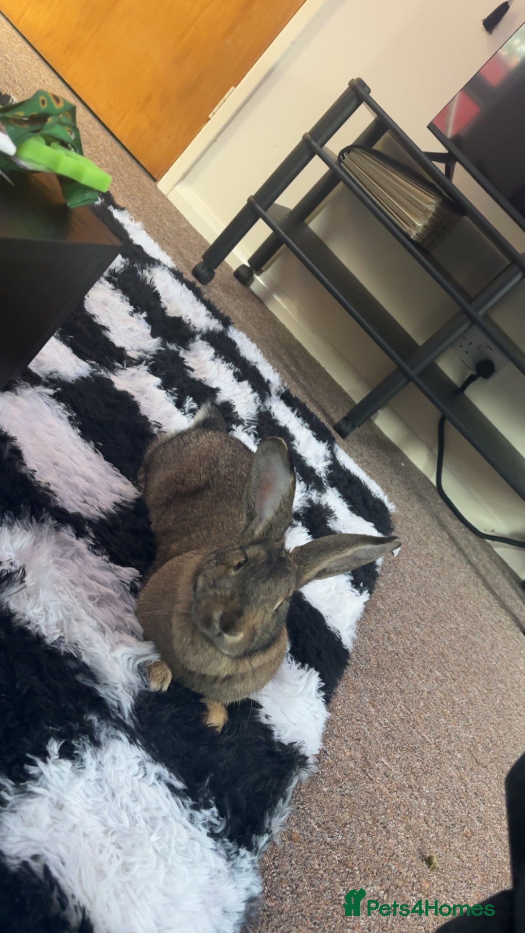 Mixed Breed rabbits for sale: Female mixed breed rabbit  - Advert 2