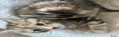 Mixed Breed Kitten 5