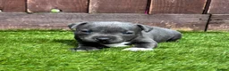 Staffordshire Bull Terrier dogs for sale: KC Staffordshire bull terrier Pharaon puppies  - Advert 12