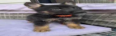 German Shepherd Puppy 2