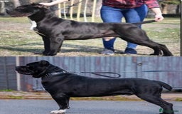 Cane Corso dogs for sale: Yuki & Aries Cane Corso Puppies  - Image 37