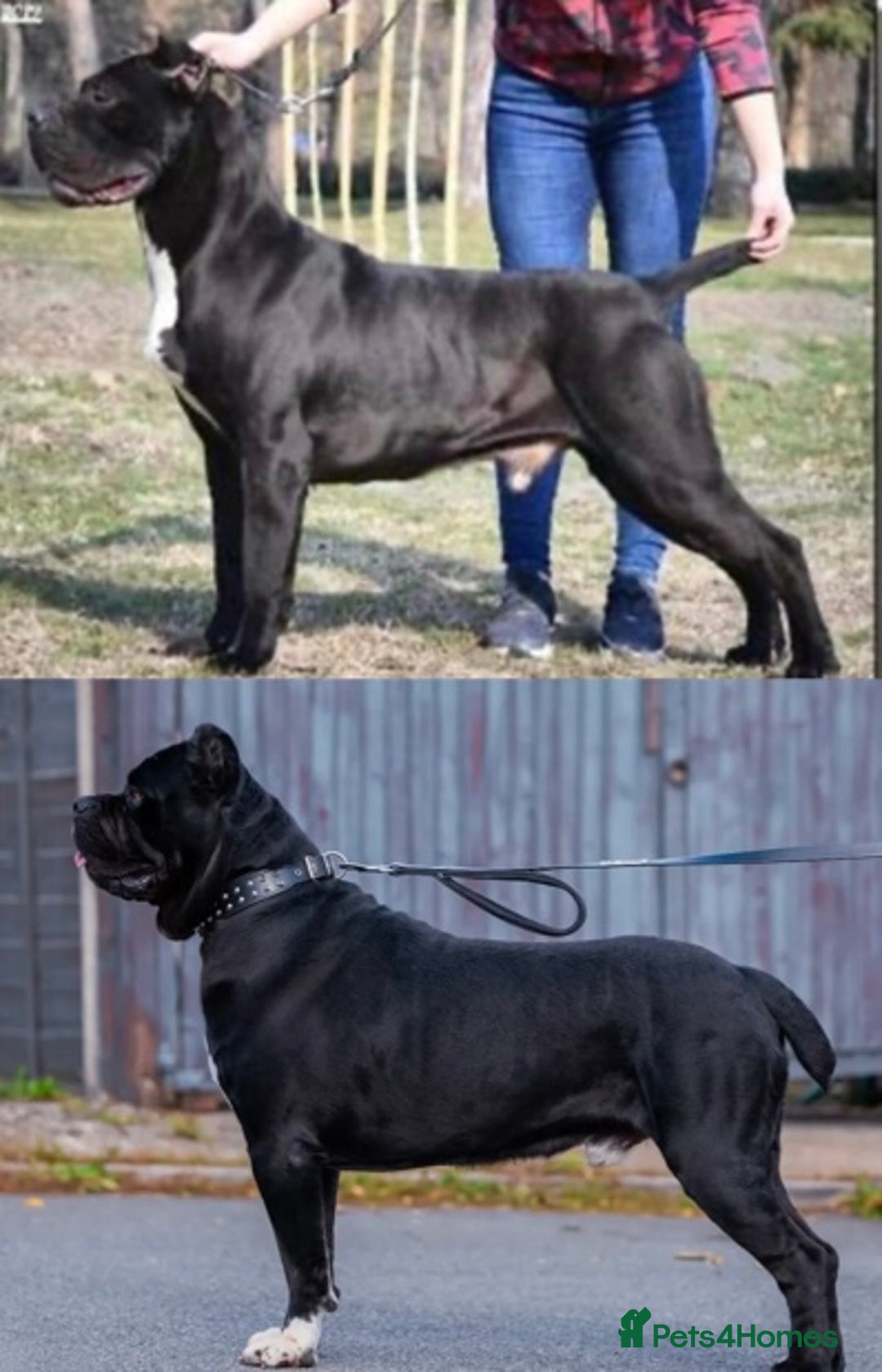 Cane Corso dogs for sale: Yuki & Aries Cane Corso Puppies  - Image 37
