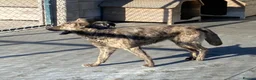 Mixed Breed dogs for adoption: Liv, 3 yrs old approx. Available for adoption. in Brixham - Advert 8