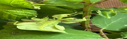 Stick Insects invertebrates for sale: Leaf Insect, (Phyllium letiranti "Tataba)  in Ashford - Advert 5