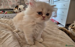 Persian cats for sale: Adorable Female Chinchilla Persian - ready now - Image 9