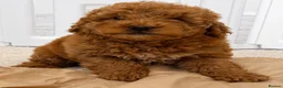 Cockapoo dogs for sale: Beautiful Cockapoo Puppies  - Advert 1