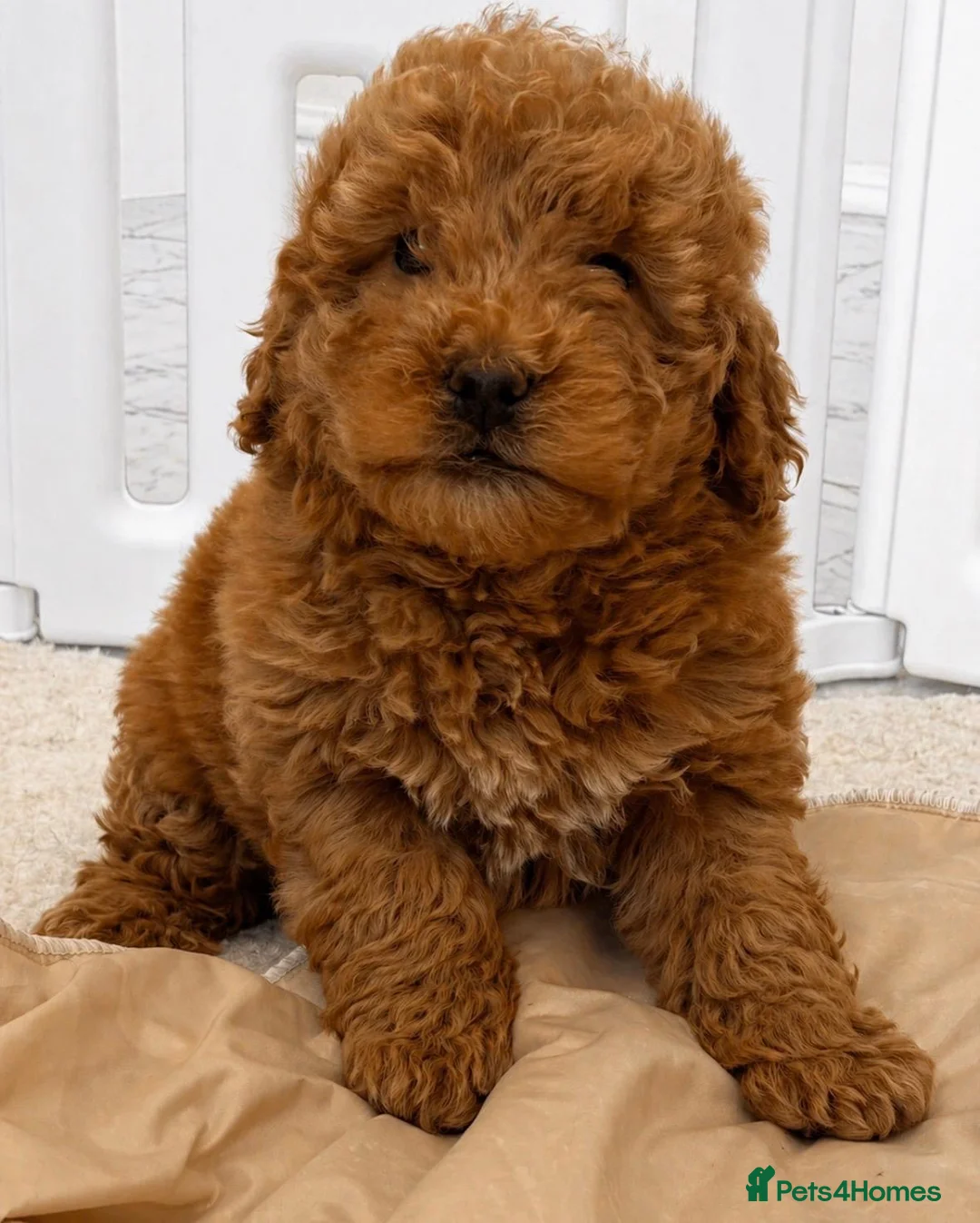 Cockapoo dogs for sale: Beautiful Cockapoo Puppies  - Advert 1
