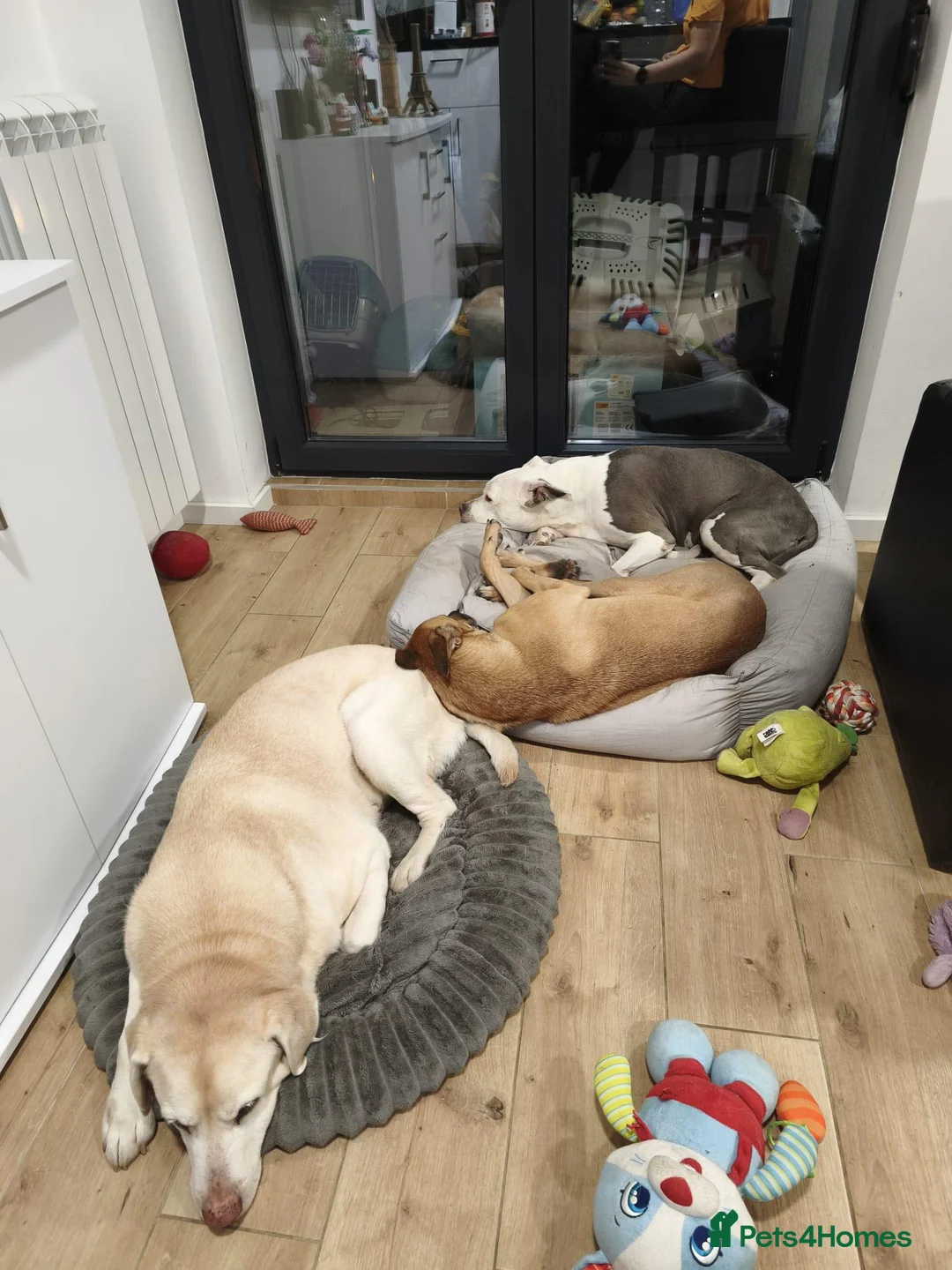 Mixed Breed dogs for adoption: Zuca! - Advert 5