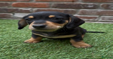 Miniature Dachshund dogs - Advert 8