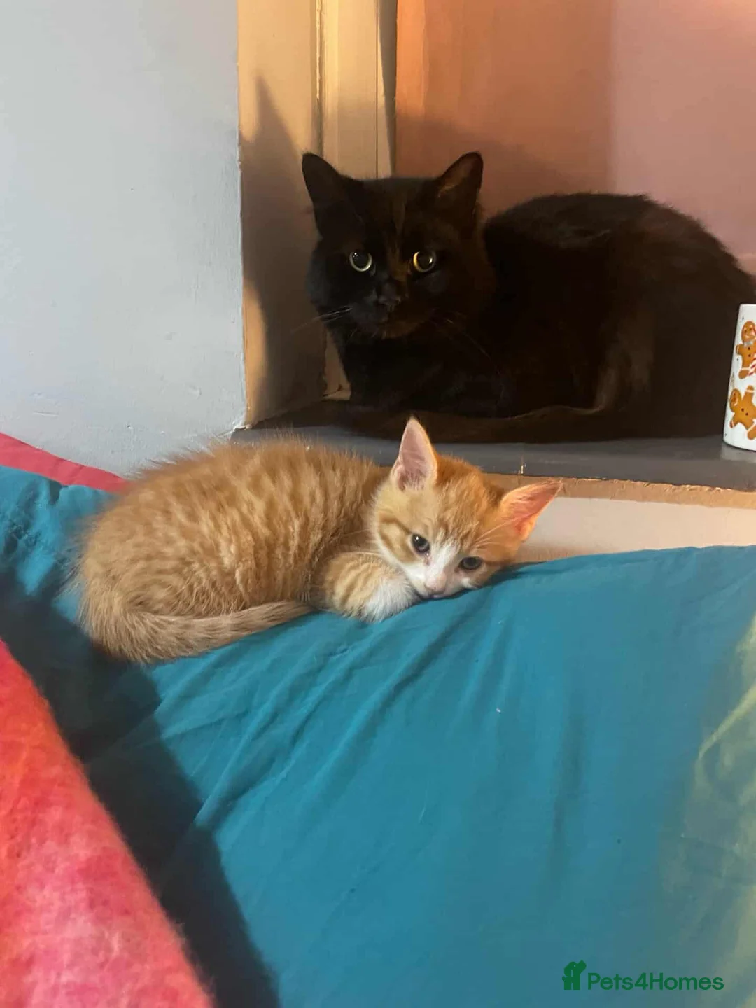 RagaMuffin cats for sale: Black Fluffy Male - Advert 4