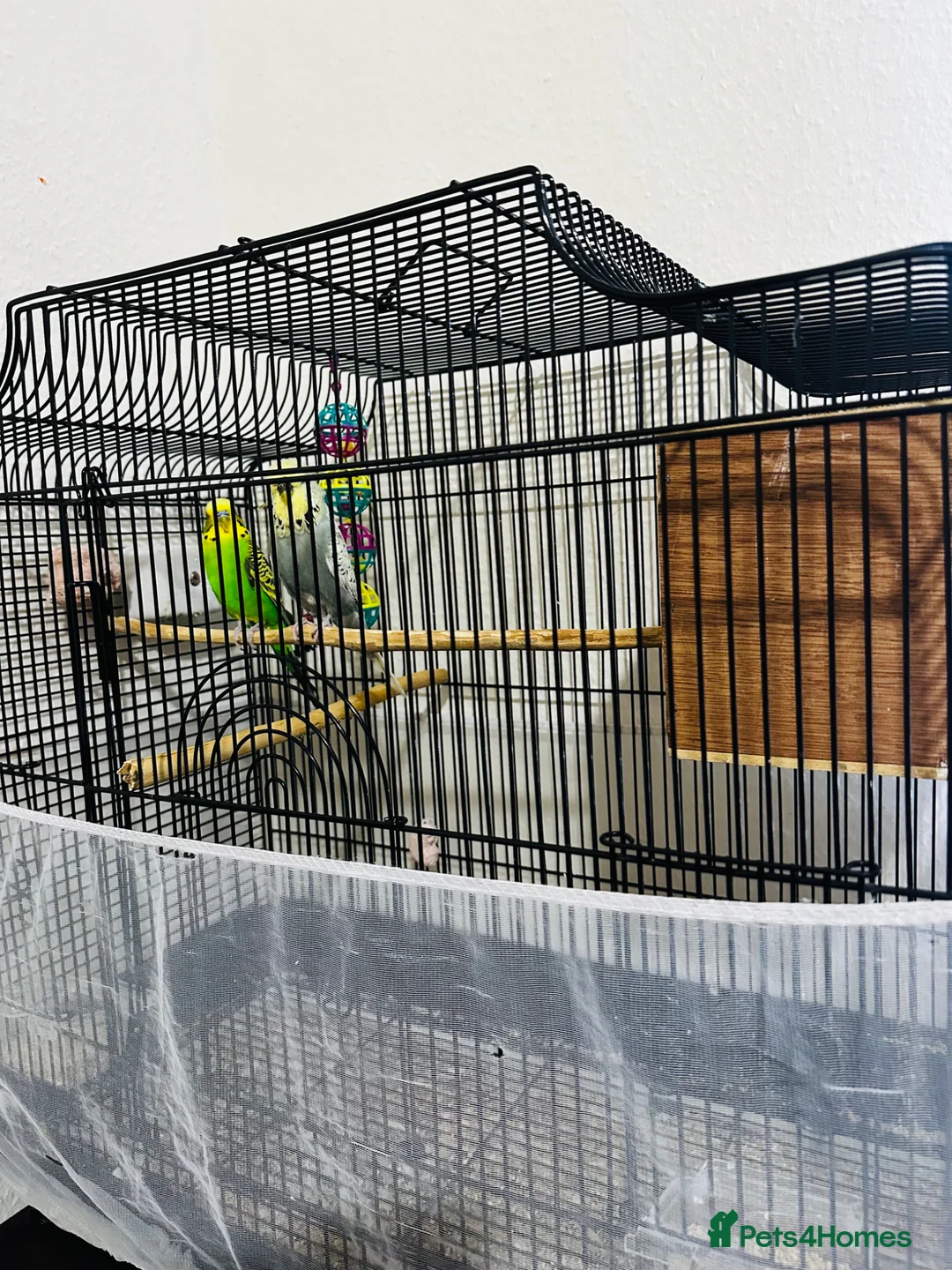 Budgerigars birds for sale: Bonded breeding pair of budgies  in Derby - Advert 5