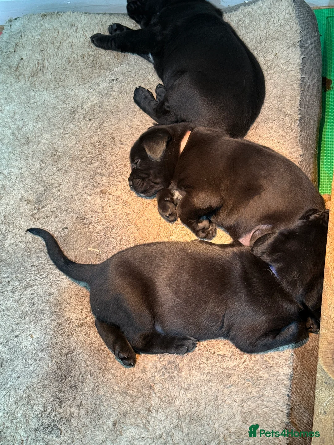 Mixed Breed dogs for sale: Beautiful friendly cane Corso crosses  - Advert 2