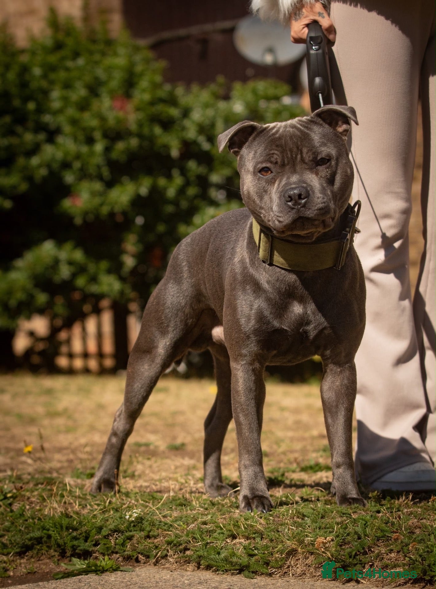 Staffordshire Bull Terrier dogs Amazing Blue Staffordshire Bull Terrier For Stud - Advert 4