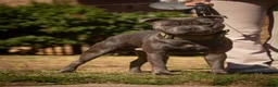 Staffordshire Bull Terrier dogs for stud: Amazing Blue Staffordshire Bull Terrier For Stud - Advert 8