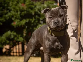 Staffordshire Bull Terrier dogs Amazing Blue Staffordshire Bull Terrier For Stud - Advert 4