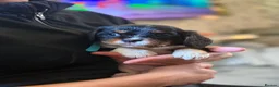 Cavalier King Charles Spaniel dogs for sale: KC registered King Charles cavaliers  - Advert 13