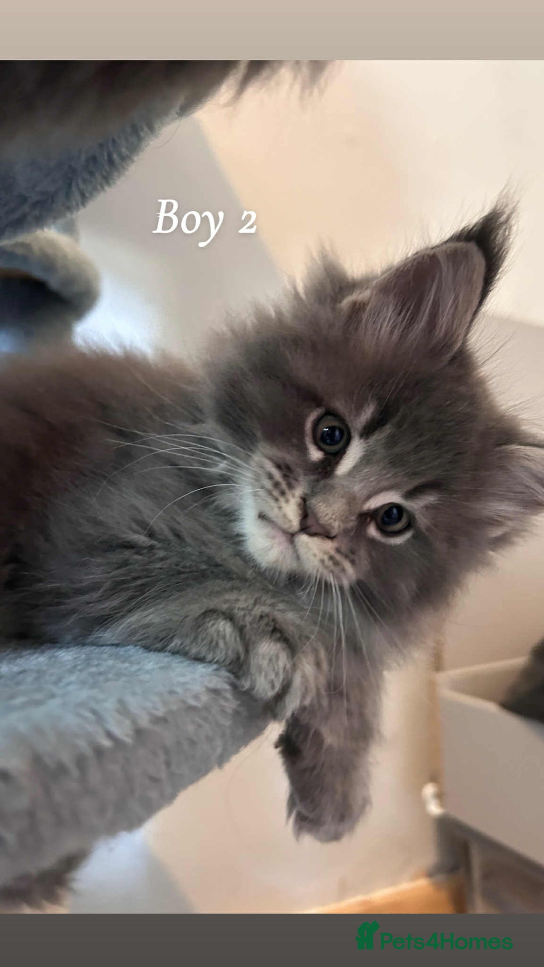 Maine Coon cats for sale: Mainecoon Kittens  - Image 25