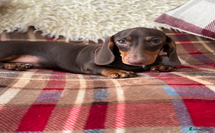 Miniature Dachshund dogs - Advert 2