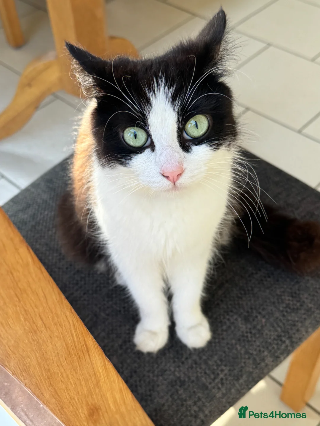 Mixed Breed cats for sale: Mum & daughter  - Advert 1