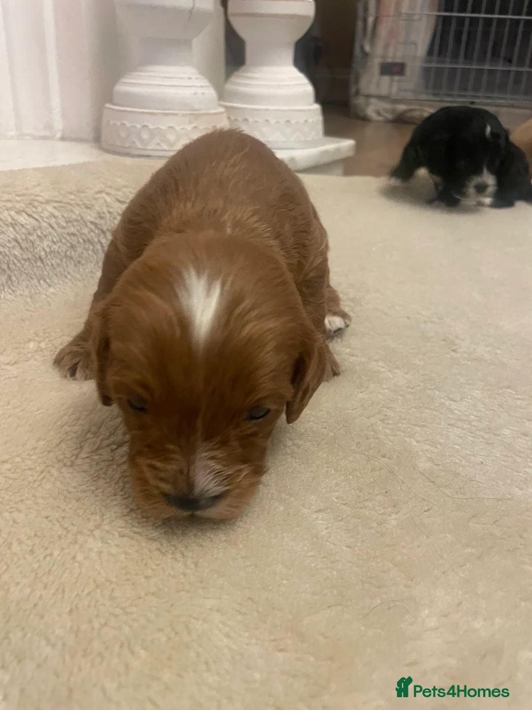 Cavapoo dogs for sale: Beautiful cavapoo puppies  - Advert 17