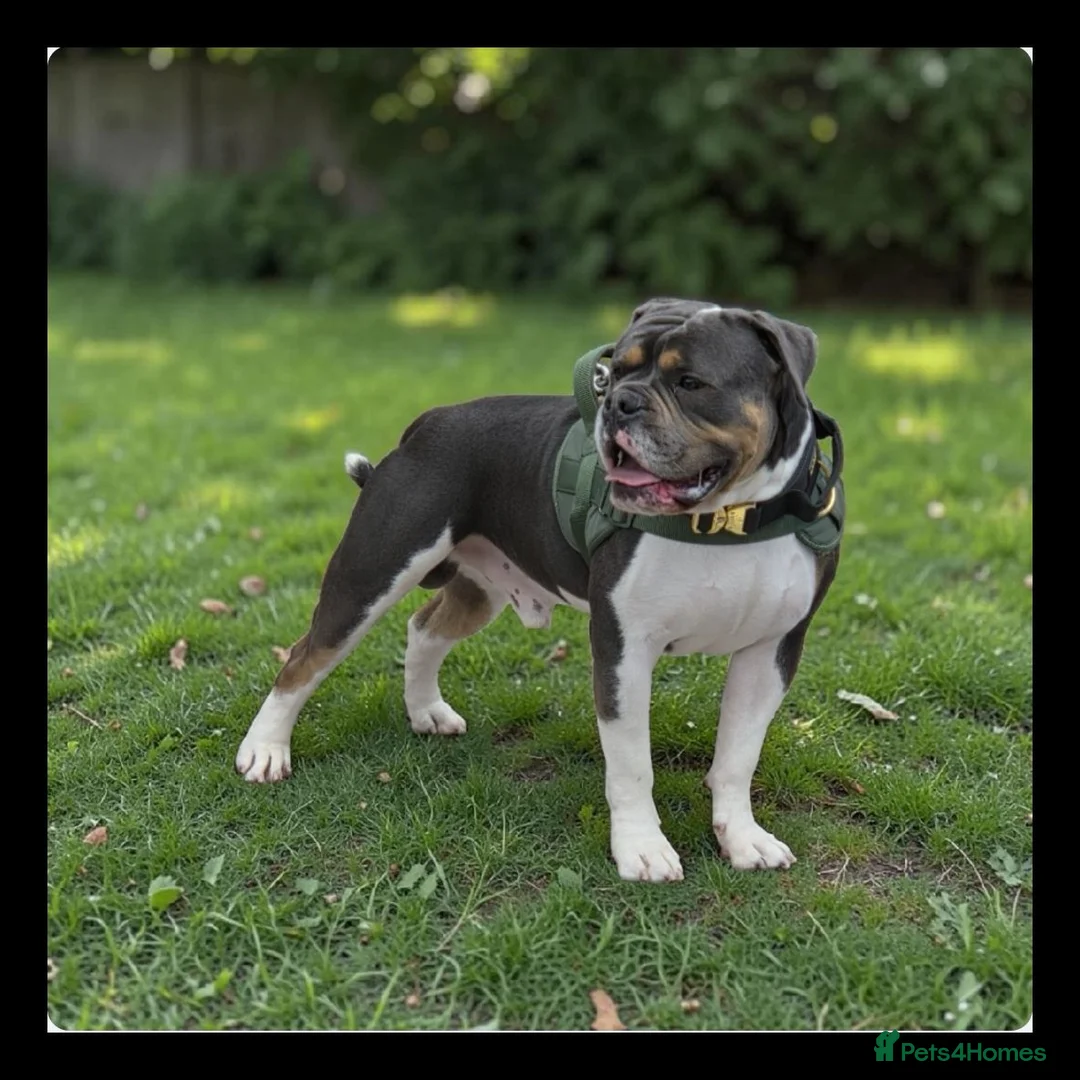 Olde English Bulldogge dogs for stud: Stud services .. - Advert 2